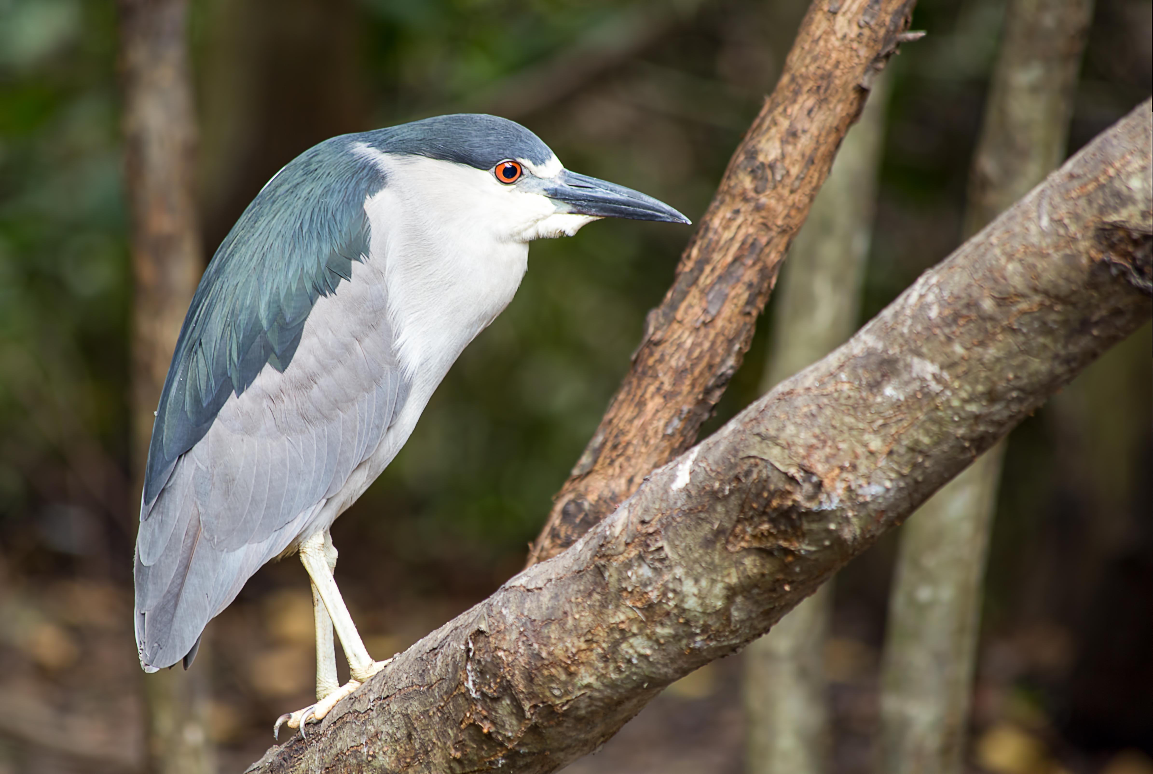 Black-crowned night heron.jpg